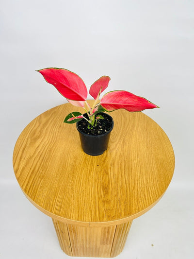 Aglaonema Spitfire | Uprooted
