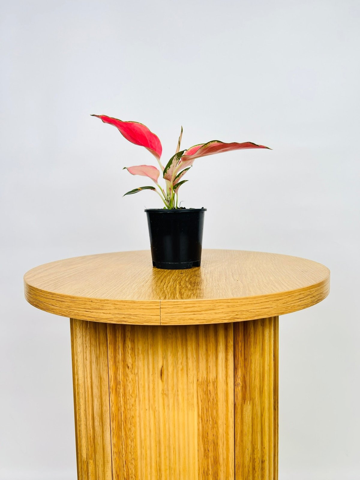 Aglaonema Spitfire | Uprooted