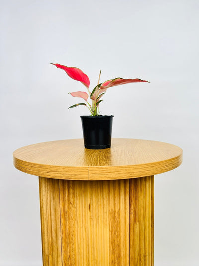 Aglaonema Spitfire | Uprooted