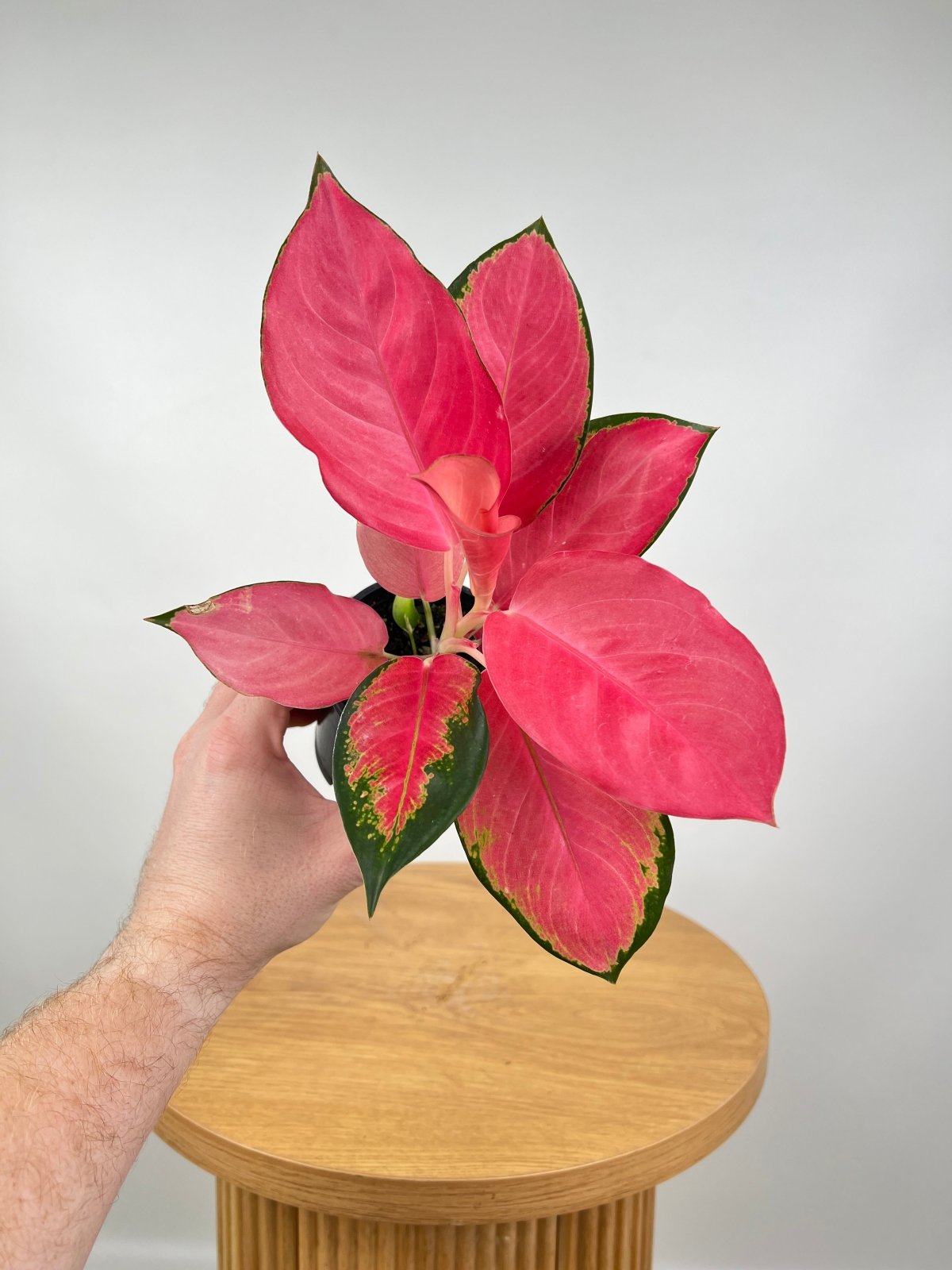 Aglaonema Spitfire | Uprooted