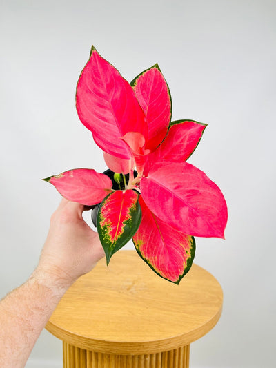 Aglaonema Spitfire | Uprooted