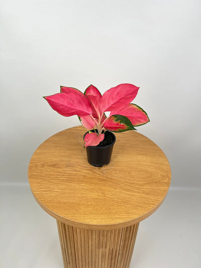 Aglaonema Spitfire | Uprooted