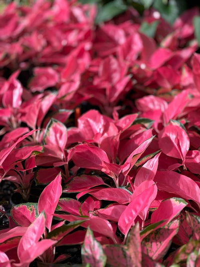 Aglaonema Spitfire | Uprooted