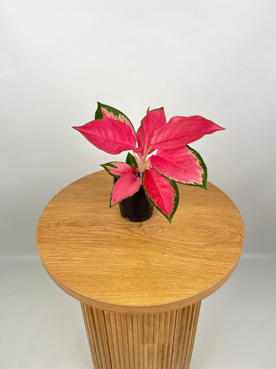 Aglaonema Spitfire | Uprooted