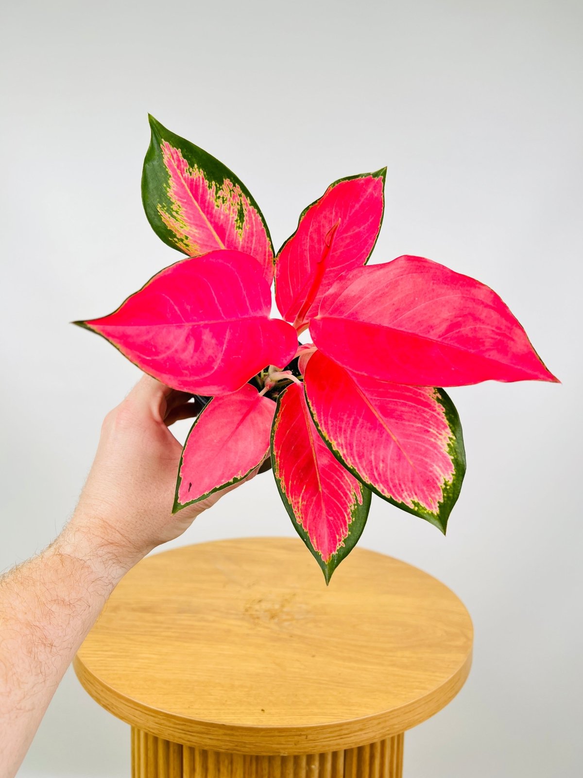 Aglaonema Spitfire | Uprooted