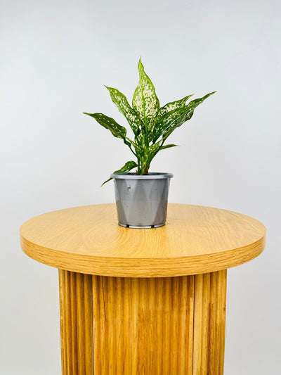 Aglaonema Thai Snowflake | Uprooted