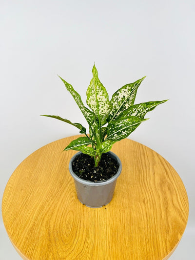 Aglaonema Thai Snowflake | Uprooted