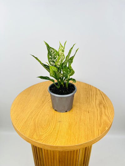 Aglaonema Thai Snowflake | Uprooted