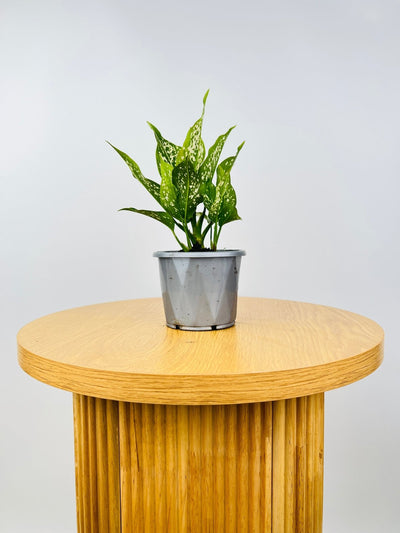 Aglaonema Thai Snowflake | Uprooted