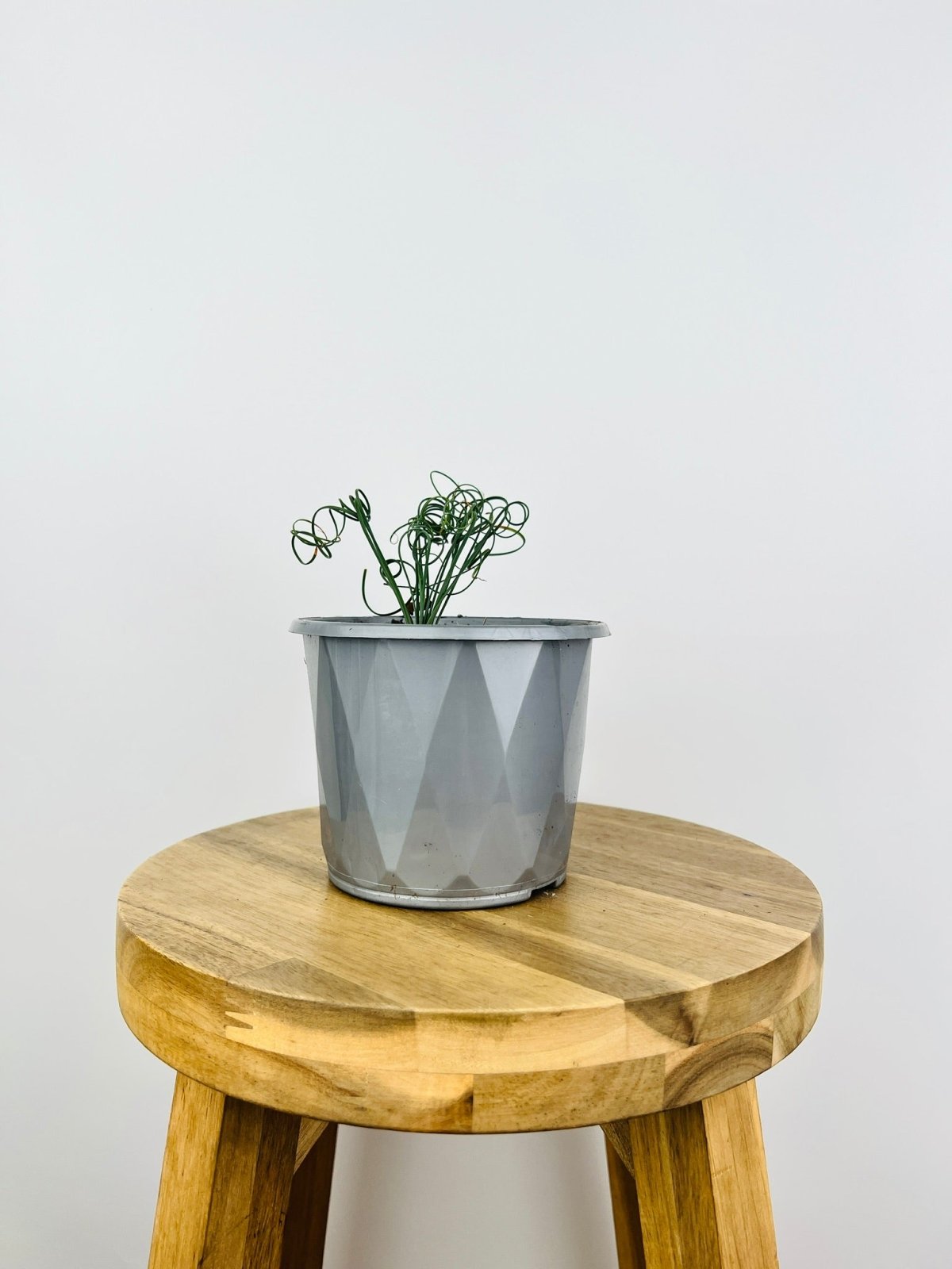 Albuca Spiralis - Not in flower | Uprooted