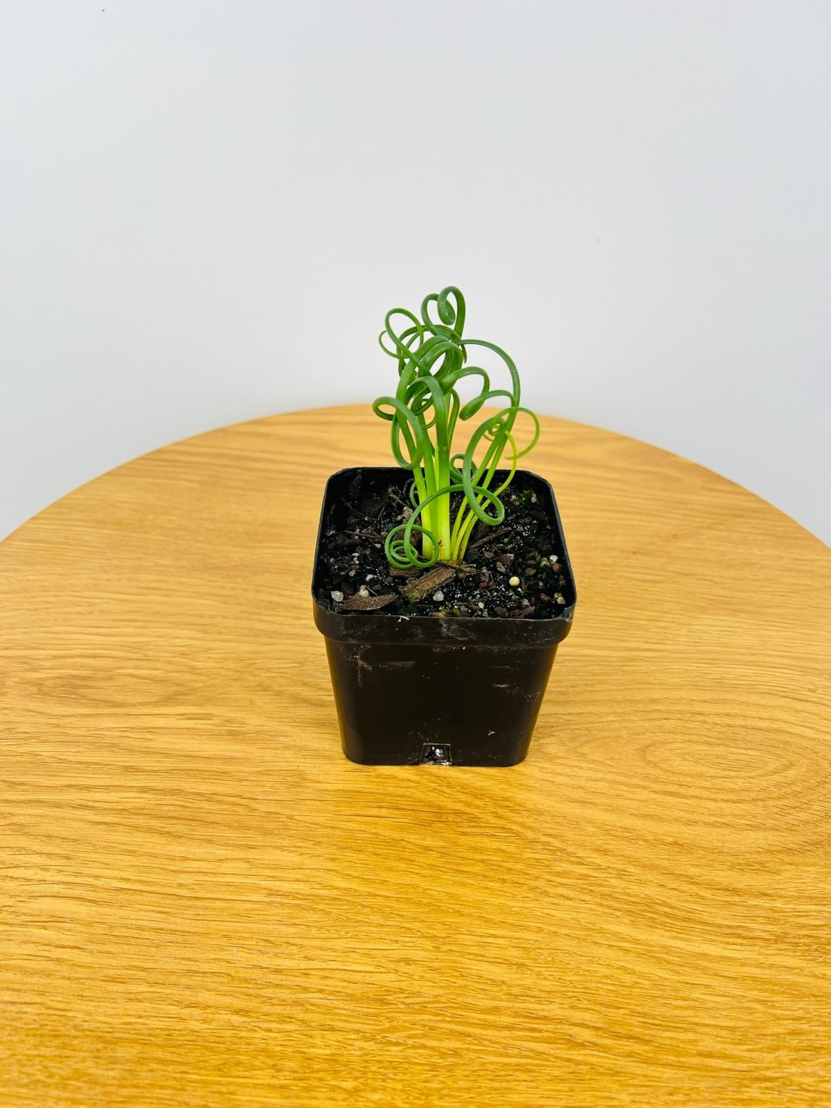 Albuca Spiralis - Frizzle Sizzle - Currently in flower | Uprooted