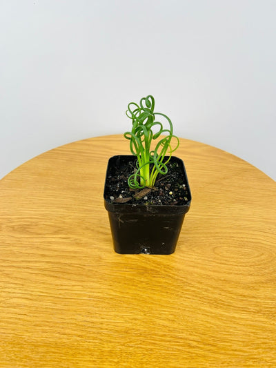 Albuca Spiralis - Frizzle Sizzle - Currently in flower | Uprooted