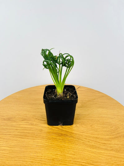 Albuca Spiralis - Frizzle Sizzle - Currently in flower | Uprooted