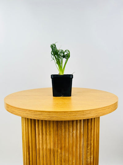 Albuca Spiralis - Frizzle Sizzle - Currently in flower | Uprooted