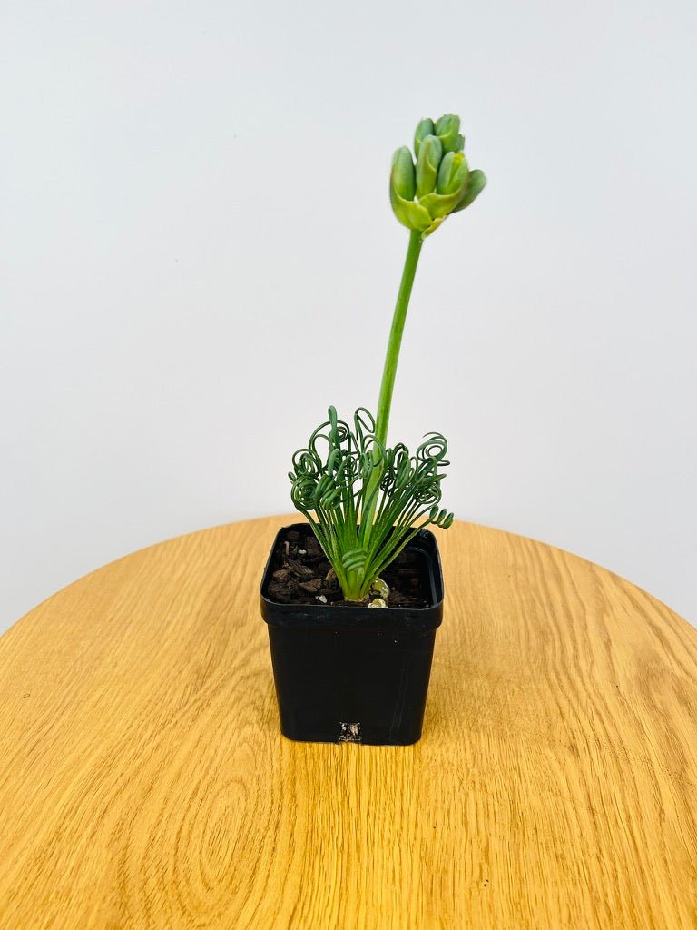 Albuca Spiralis - Frizzle Sizzle - Currently in flower | Uprooted