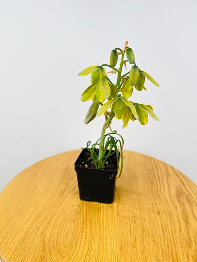 Albuca Spiralis - Frizzle Sizzle - Currently in flower | Uprooted