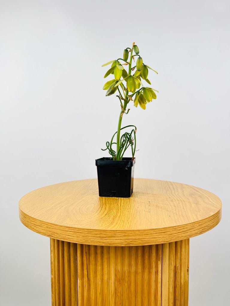 Albuca Spiralis - Frizzle Sizzle - Currently in flower | Uprooted
