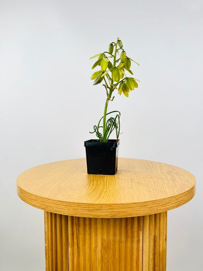 Albuca Spiralis - Frizzle Sizzle - Currently in flower | Uprooted