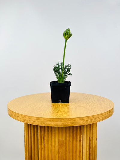 Albuca Spiralis - Frizzle Sizzle - Currently in flower | Uprooted