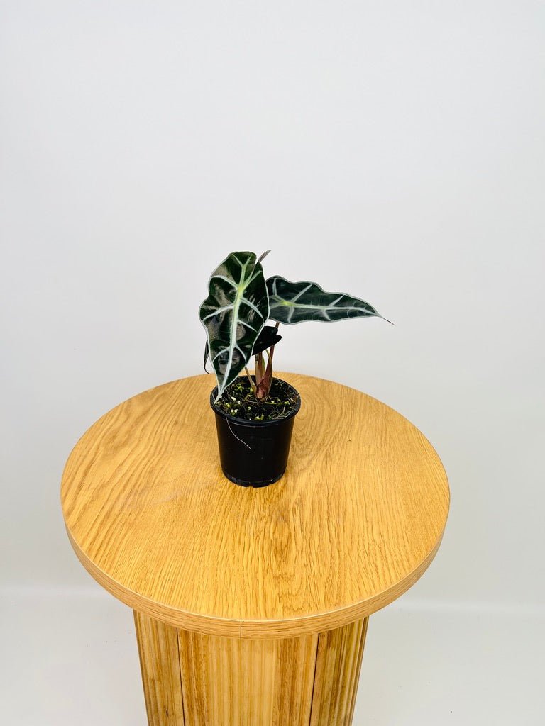 Alocasia Amazonica Dwarf | Uprooted