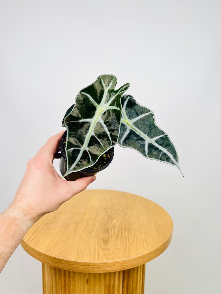 Alocasia Amazonica Dwarf | Uprooted