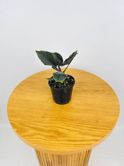 Alocasia Antoro Velvet | Uprooted