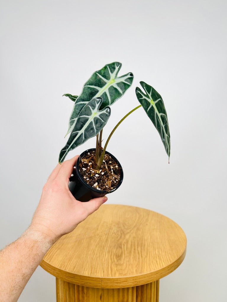 Alocasia Bebe | Uprooted