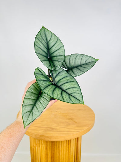 Alocasia Bisma Silver | Uprooted