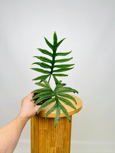 Alocasia Brancifolia - Serpent's Tail | Uprooted