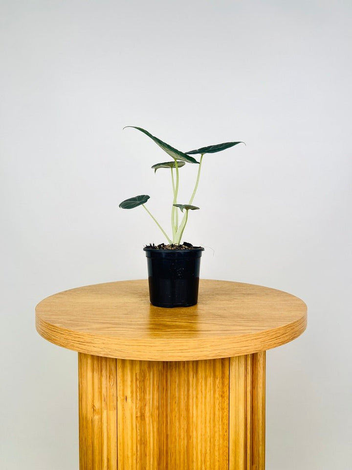 Alocasia Dragon Moon | Uprooted