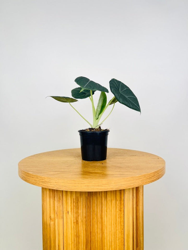 Alocasia Dragon Moon | Uprooted