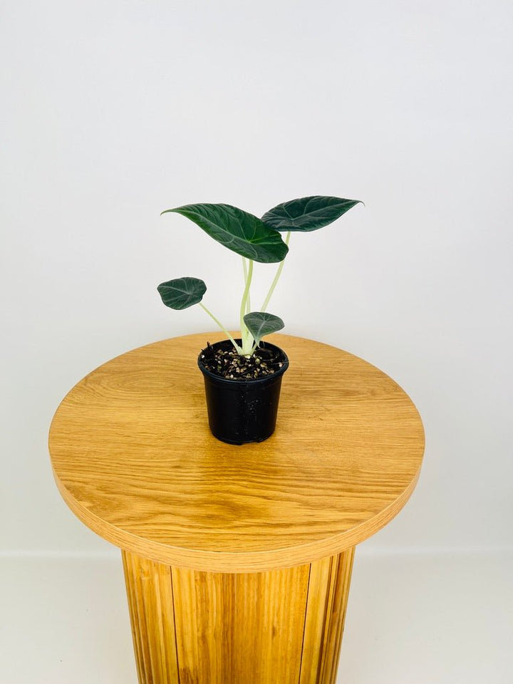 Alocasia Dragon Moon | Uprooted