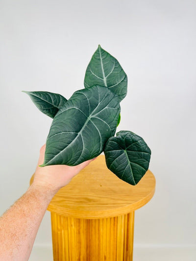 Alocasia Dragon Moon | Uprooted