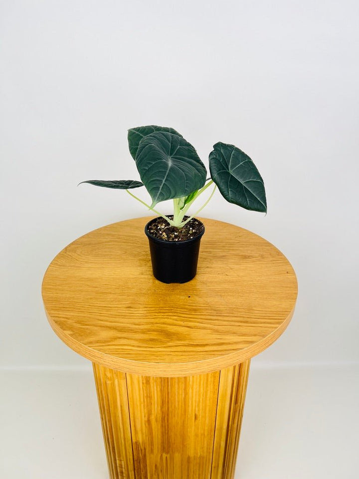 Alocasia Dragon Moon | Uprooted