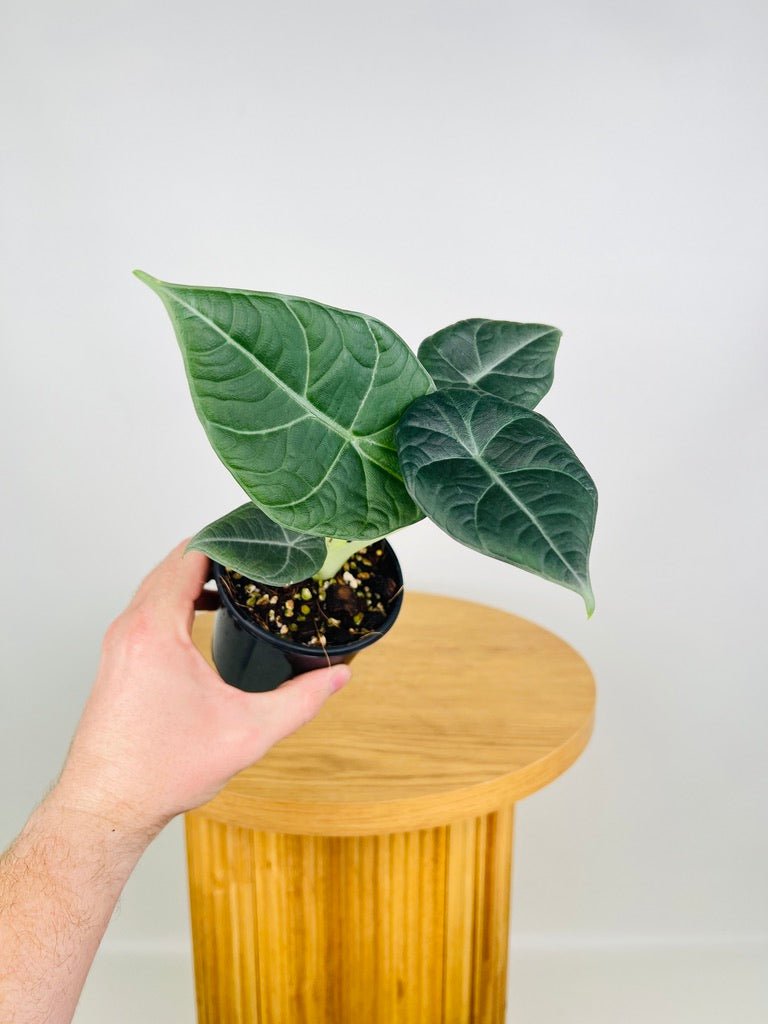 Alocasia Dragon Moon | Uprooted