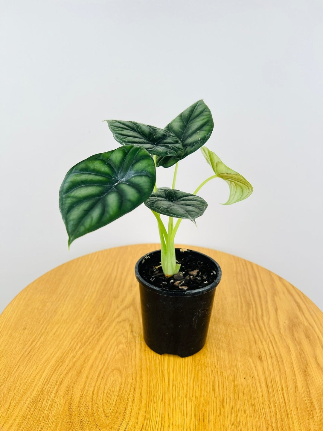 philodendron dragon scale Alocasia Baginda - Dragon Scale | Uprooted