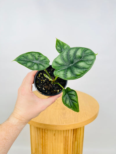 Alocasia Dragon Scale | Uprooted