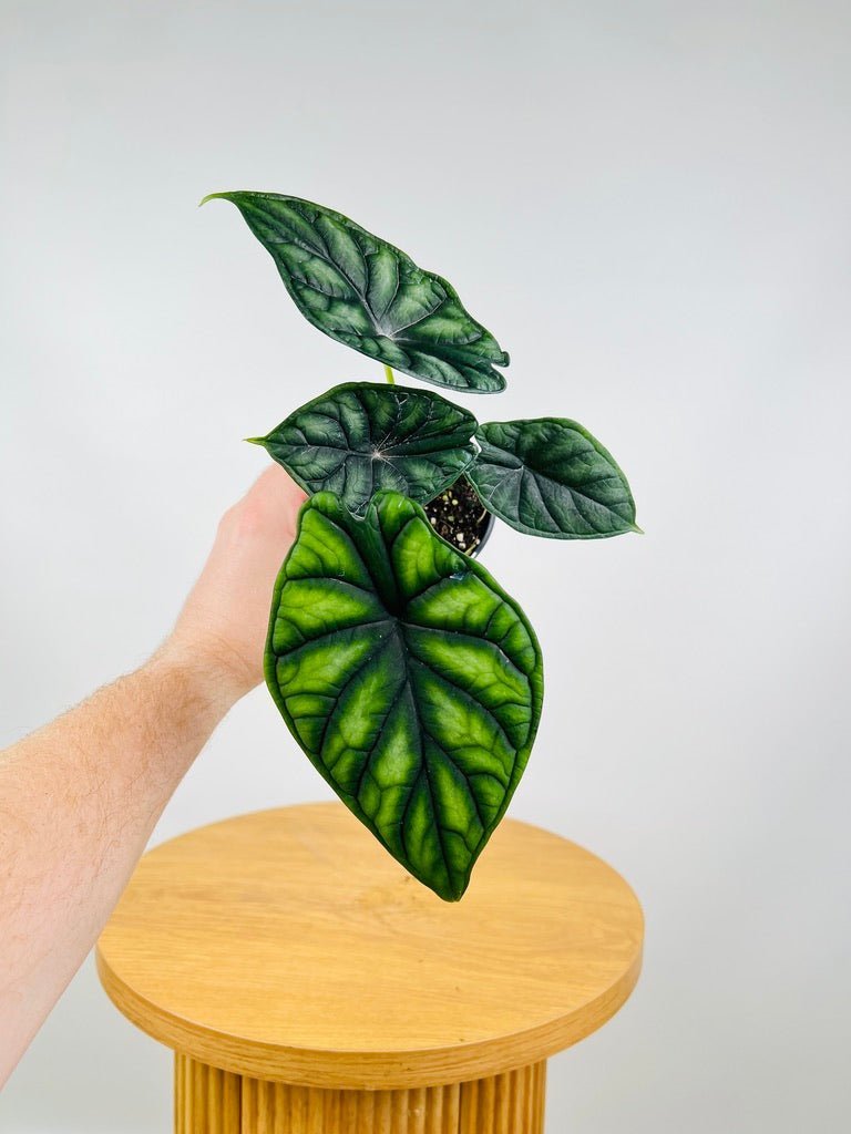 Alocasia Dragon Scale | Uprooted