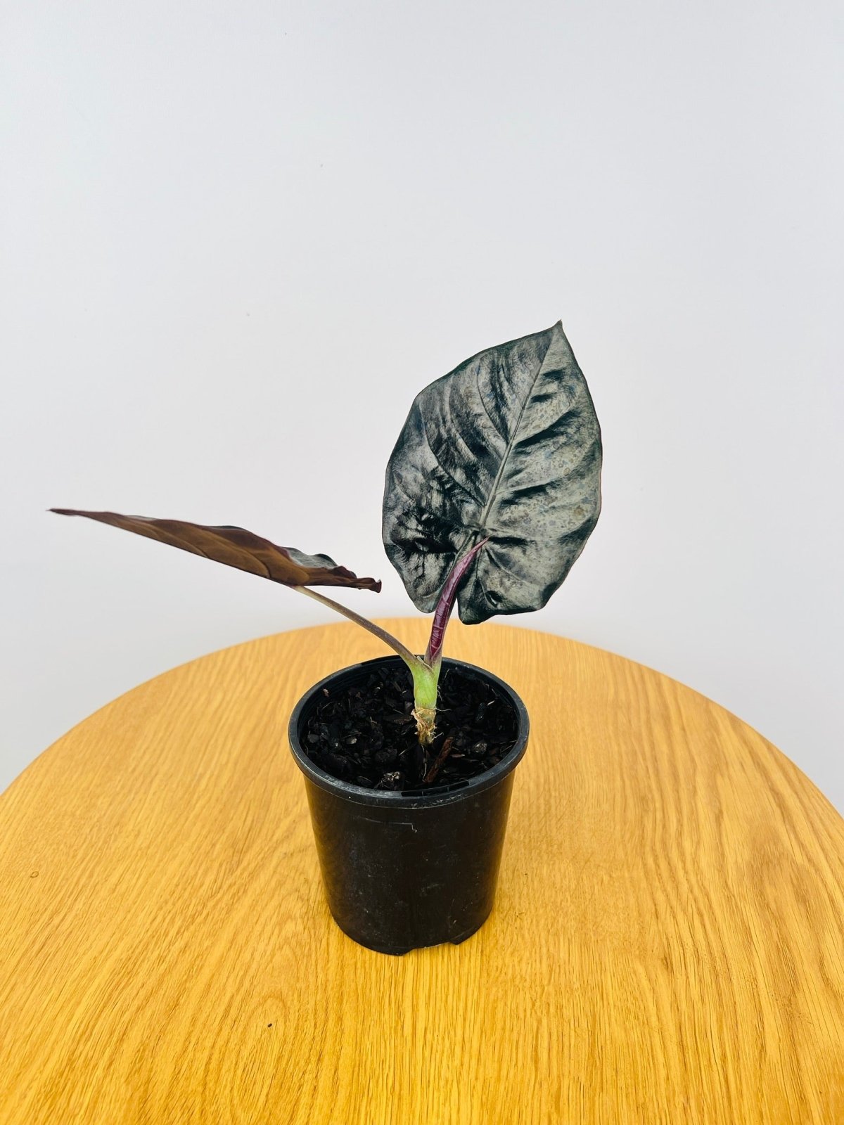 Alocasia Infernalis | Uprooted