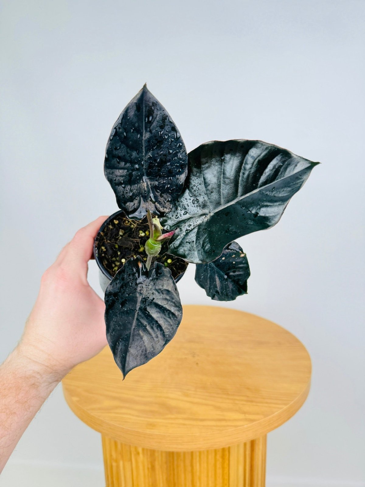 Alocasia Infernalis | Uprooted