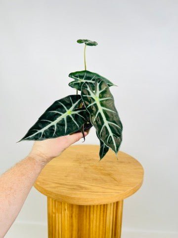 Alocasia Lowii - Bebe | Uprooted