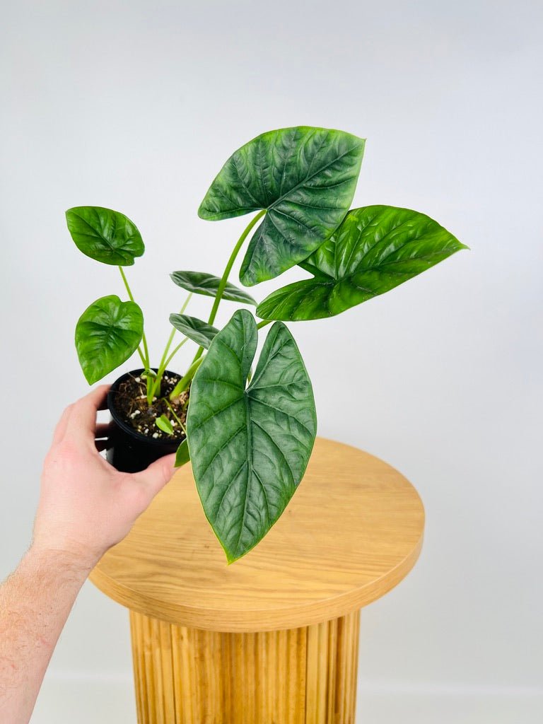 Alocasia Lukiwan | Uprooted