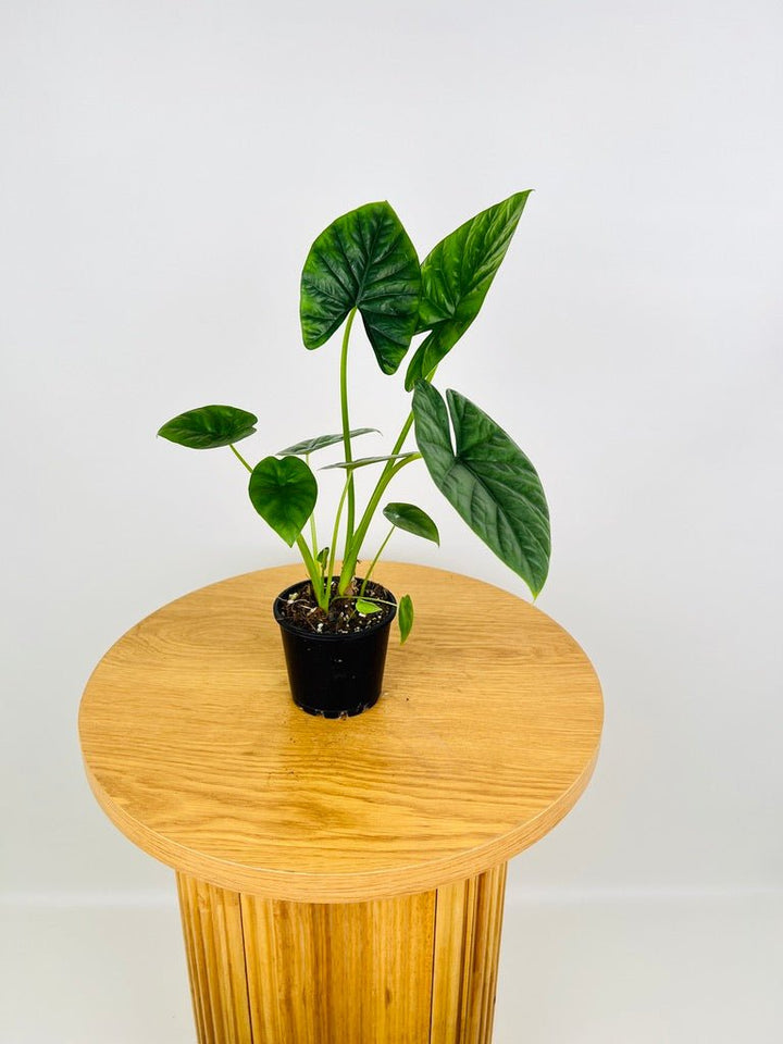 Alocasia Lukiwan | Uprooted