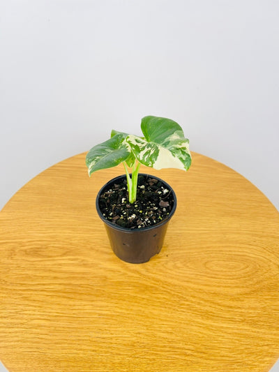 Alocasia Macrorrhiza Variegata | Uprooted