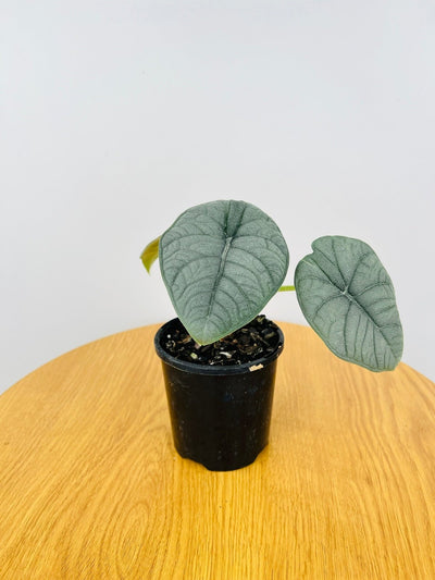 Alocasia Melo | Uprooted
