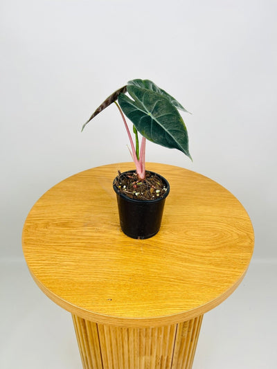 Alocasia Nairobi Nights | Uprooted