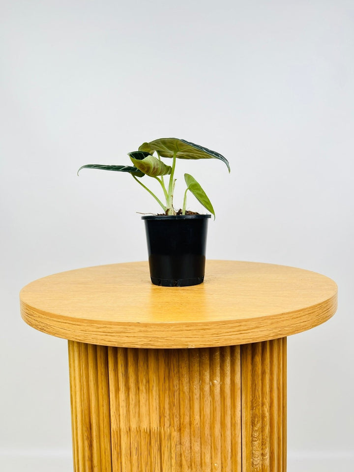 Alocasia Ninja | Uprooted