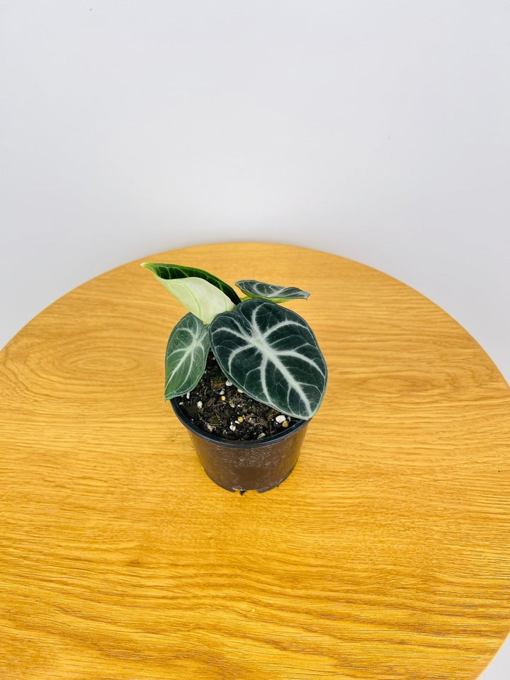 Alocasia Ninja | Uprooted