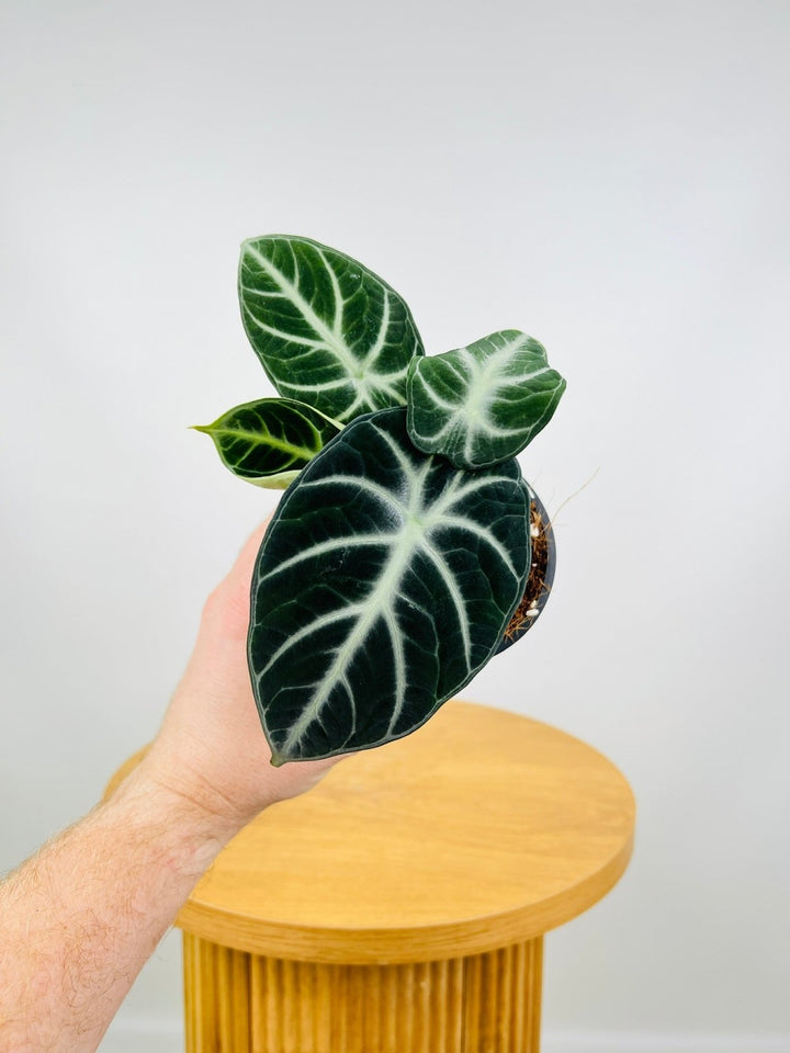 Alocasia Ninja | Uprooted