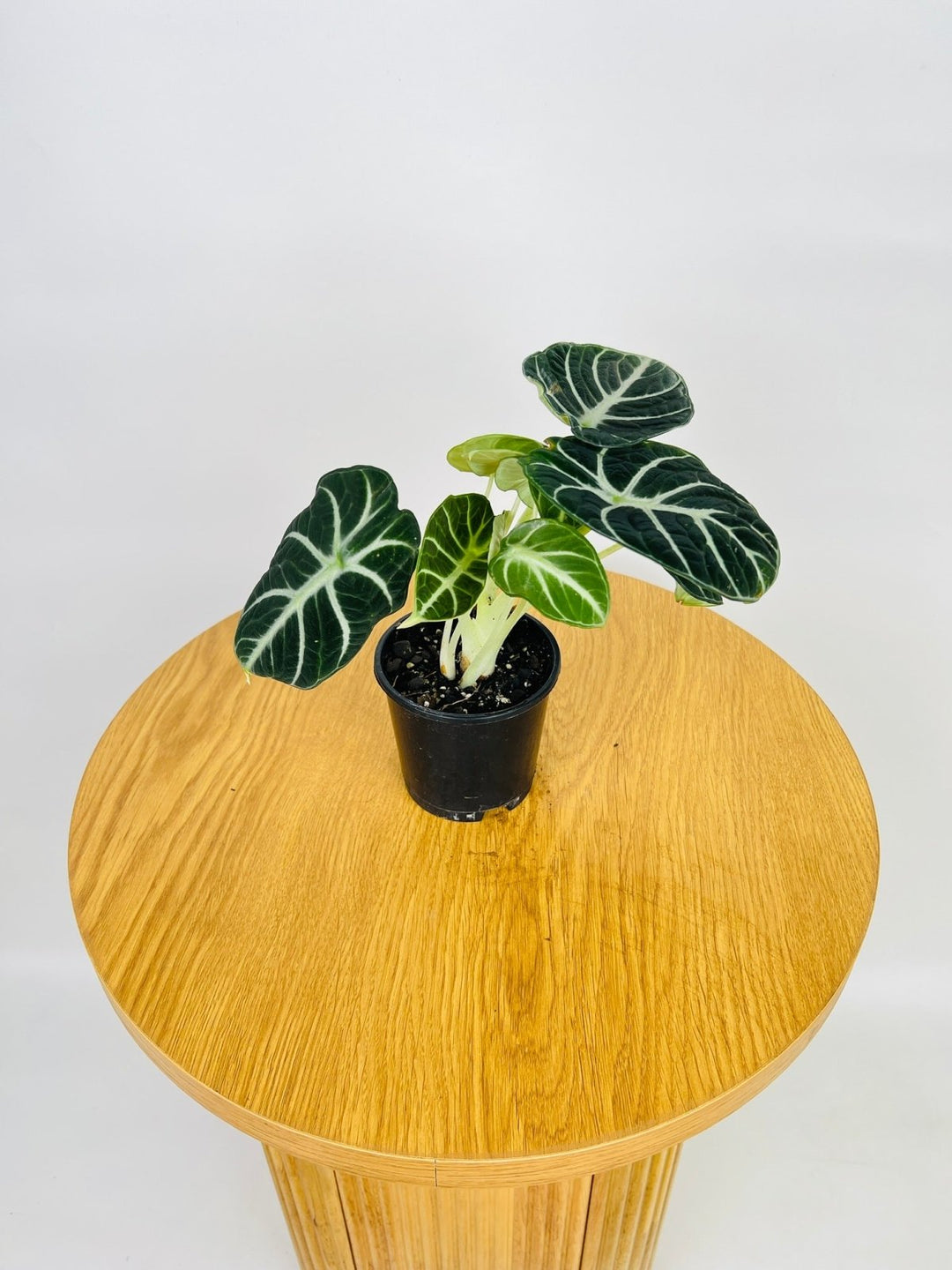 Alocasia Ninja | Uprooted